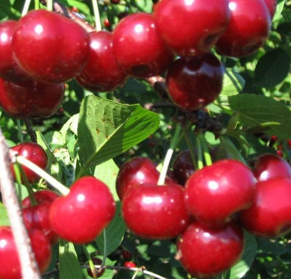 Вишня Комсомольская